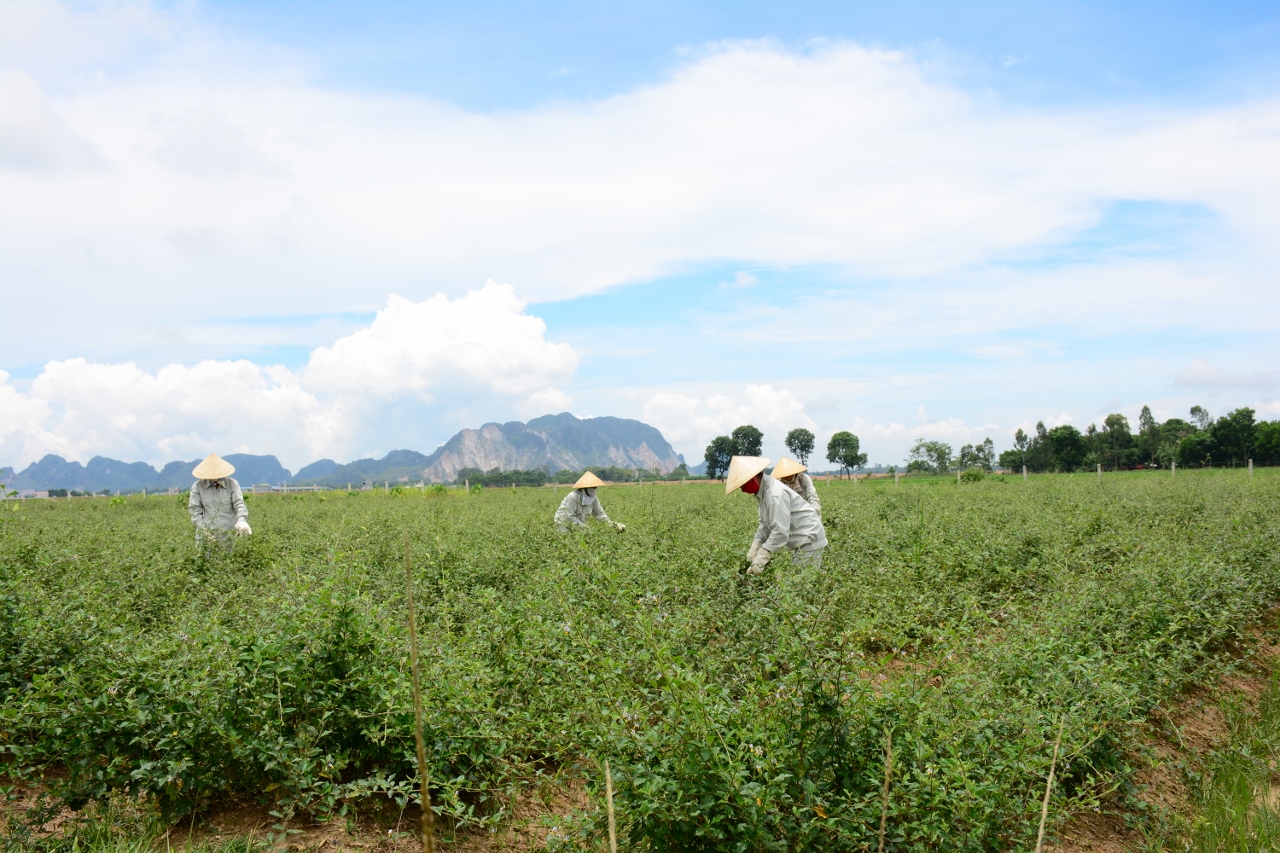 Nông dân gắn 'tem bảo đảm' cho cây thuốc Việt ảnh 1